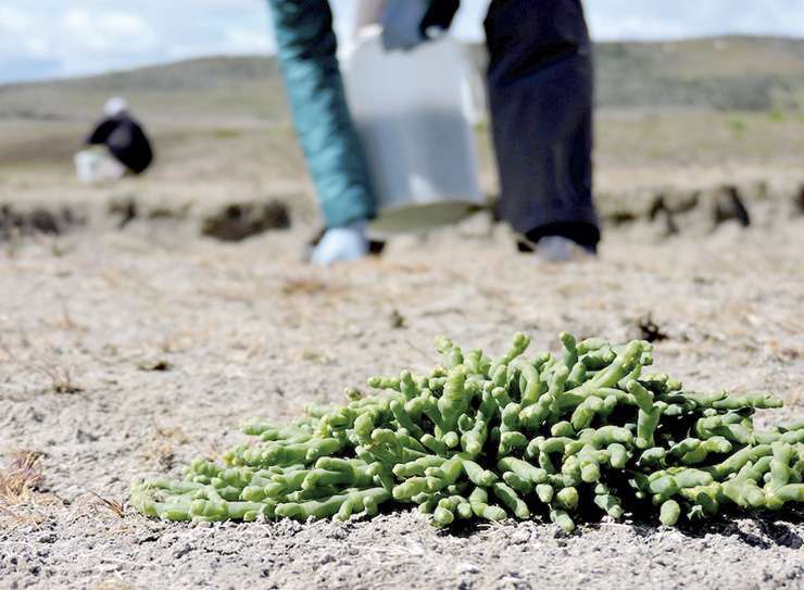 La salicornia prevalece en las márgenes sur del río Grande y en San Sebastián.