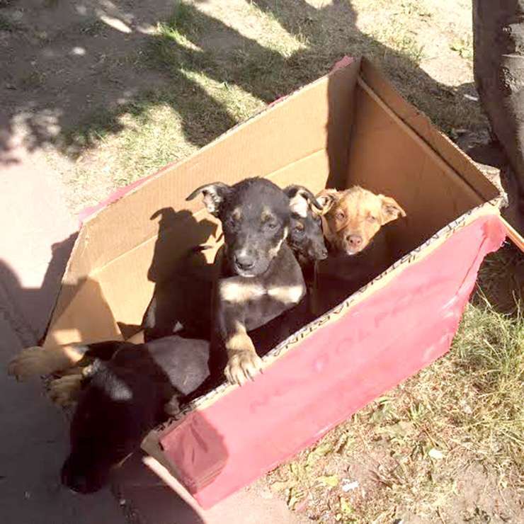 El fin de semana se realizó esta jornada de adopción de cachorros, pronto se hará con perros adultos.