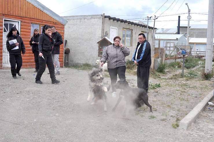 El Departamento de Zoonosis de la Municipalidad, con una presencia activa en la zona de Chacra XI.