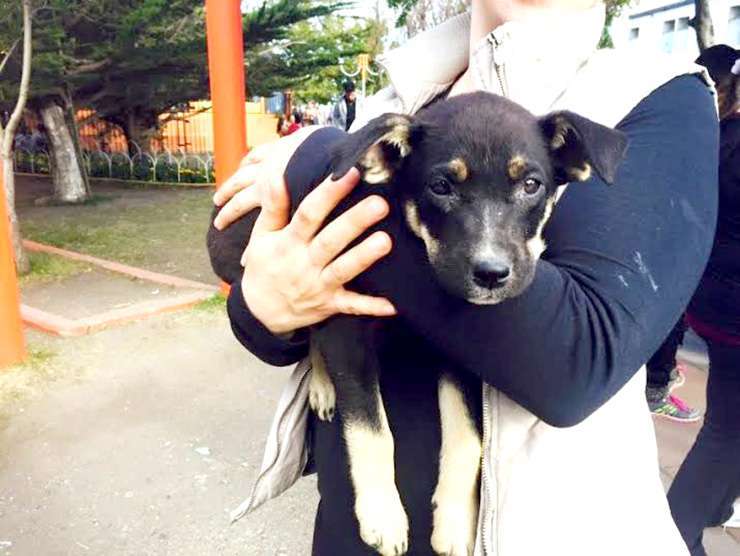 El fin de semana se realizó esta jornada de adopción de cachorros, pronto se hará con perros adultos.