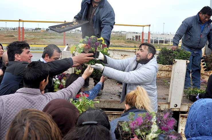 Se entregaron unos 30 mil plantines de especies florales a los vecinos en tres puntos de la ciudad.Planta1.jpg Se entregaron unos 30 mil plantines de especies florales a los vecinos en tres puntos de la ciudad.