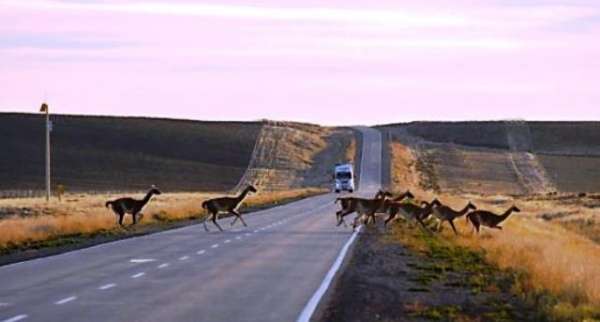 Vacacionistas deberá tener precaución al conducir, ya que una gran cantidad de guanacos se encuentran a la vera de la ruta en Santa Cruz.