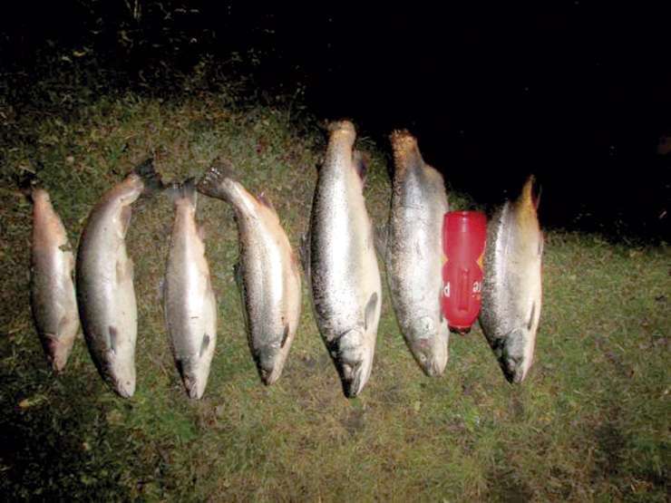 Siete truchas fueron incautadas tras demorar a pescadores furtivos.