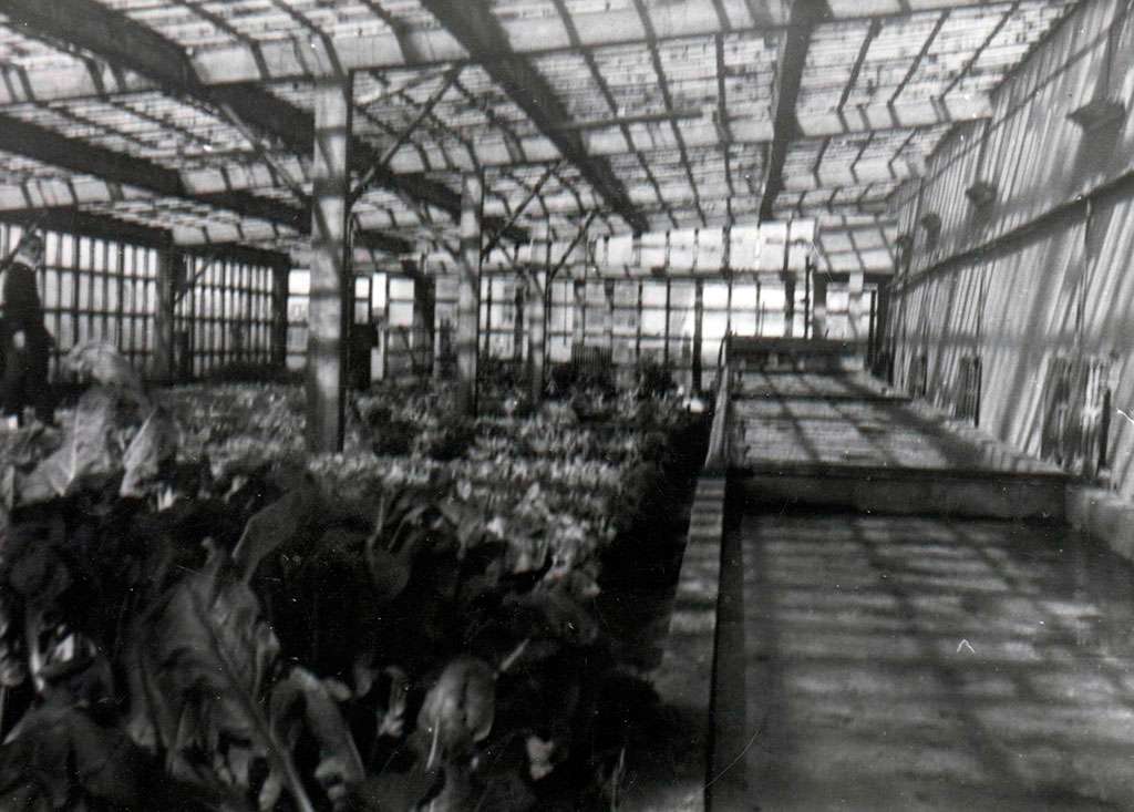 Escuela Agropecuaria Salesiana. Año 1964. Donde se cultivaban los primeros tomates fueguinos, por la técnica de la hidroponía.