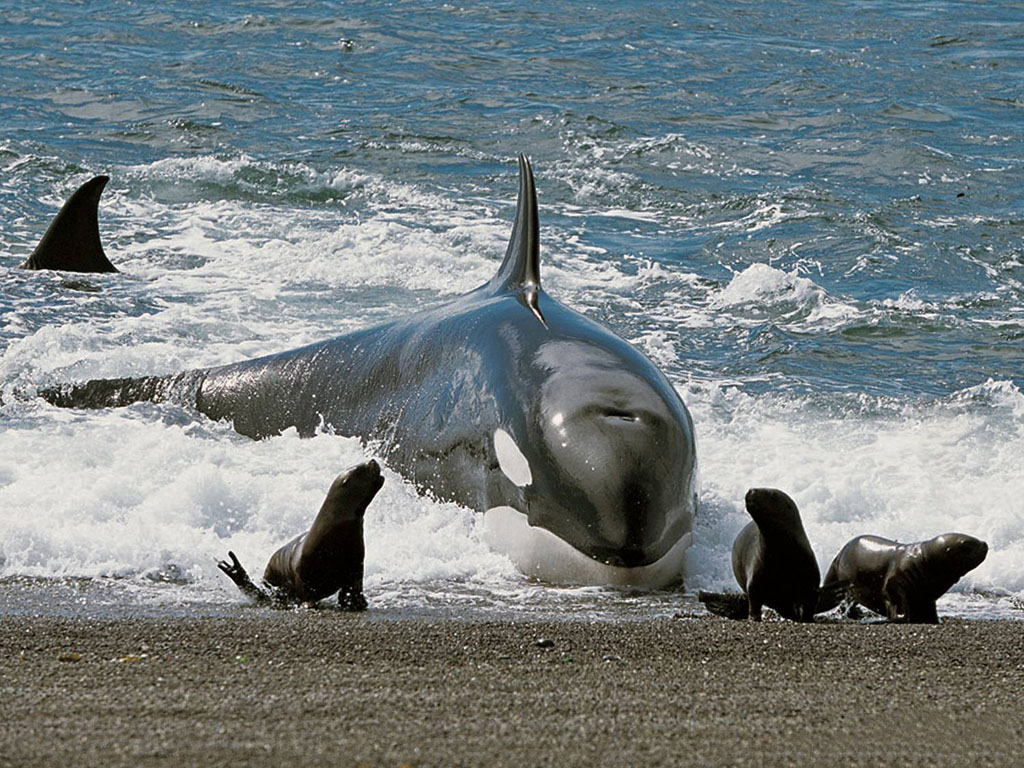 La temporada de orcas en Península Valdés a punto de comenzar - Diario