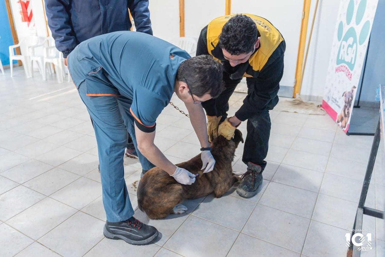 Rio Grande Mascotera: 1,200 pets received the rabies vaccine