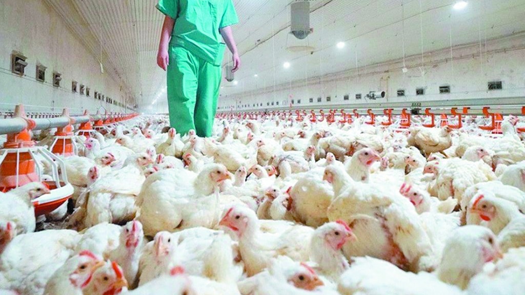 Avian flu: precautionary measures continue