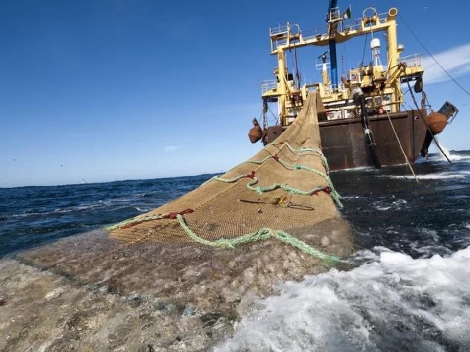 Crece la polémica en torno a la millonaria pesca de la merluza negra en el sur del país