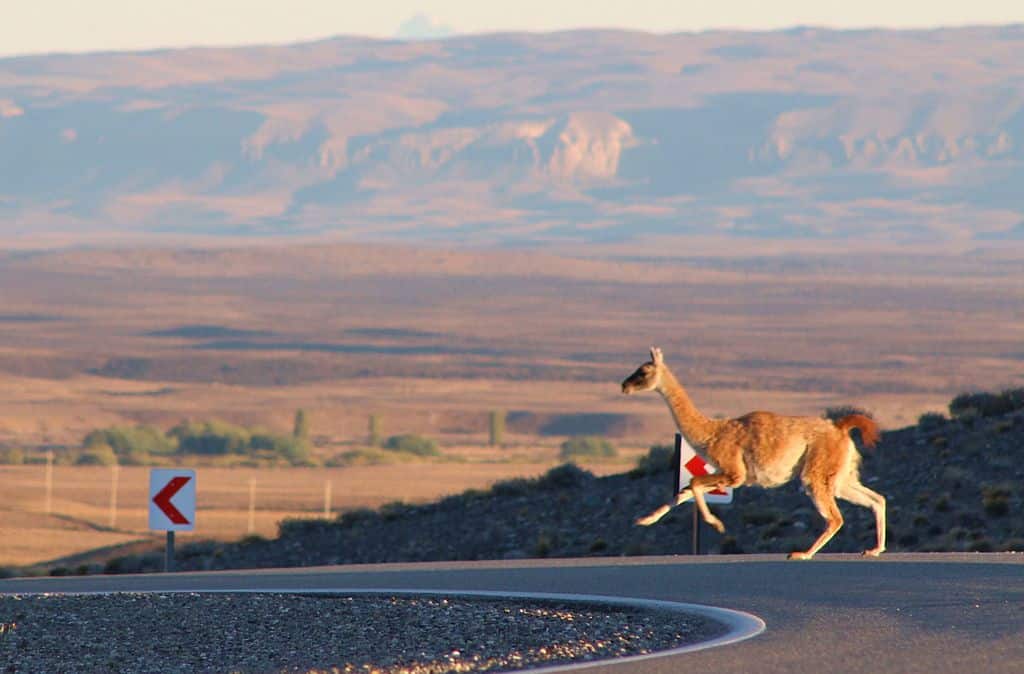 Entidades rurales reclaman por los guanacos: “van a destruir la Patagonia”