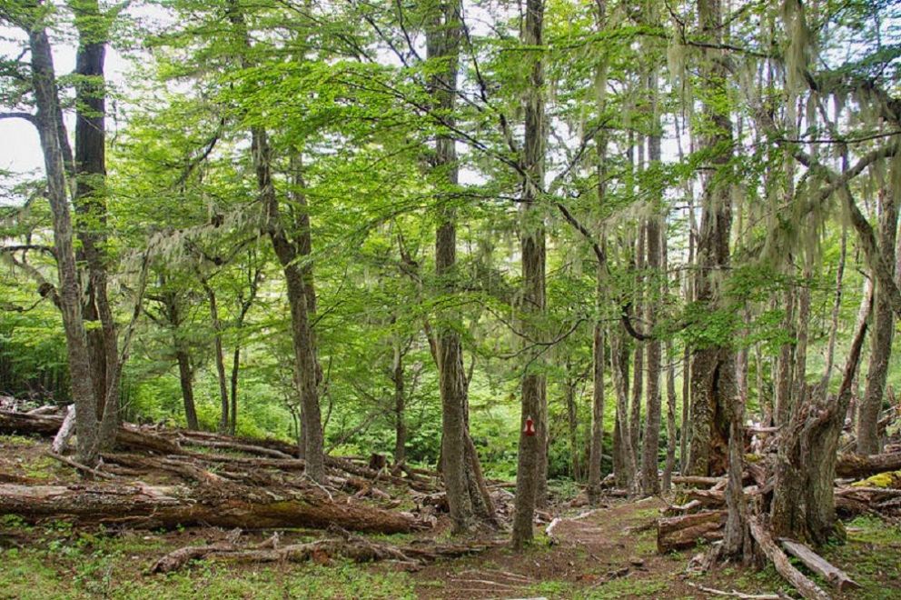 La Comunidad selk´nam advierte que no están en venta terrenos de la reserva indígena