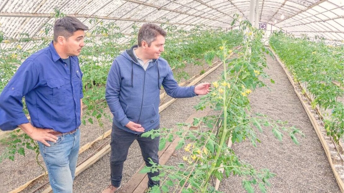 Expectativa por los tomates de RGA Alimentos