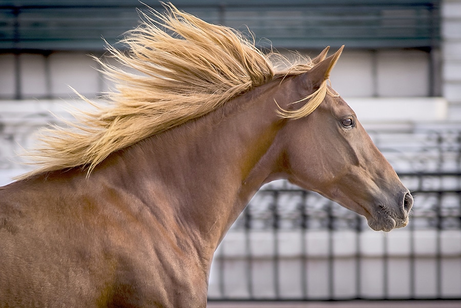 Llega la Expo “Nuestros Caballos” a La Rural